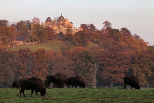 TIERPARK SABABURG (AM DORNRÖSCHENSCHLOSS)