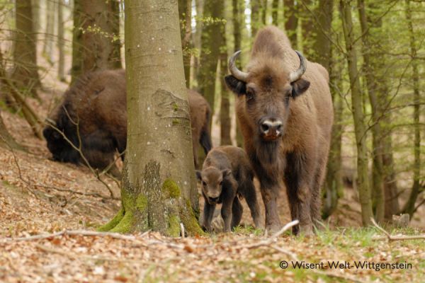 WISENT - WILDNIS  AM  ROTHAARSTEIG