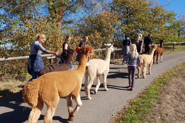 KELLERWALD ALPAKAS & ALPAKA-TOUREN