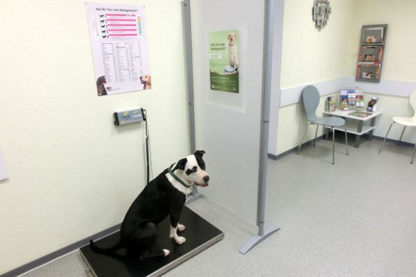 TIERARZT IN WILLINGEN